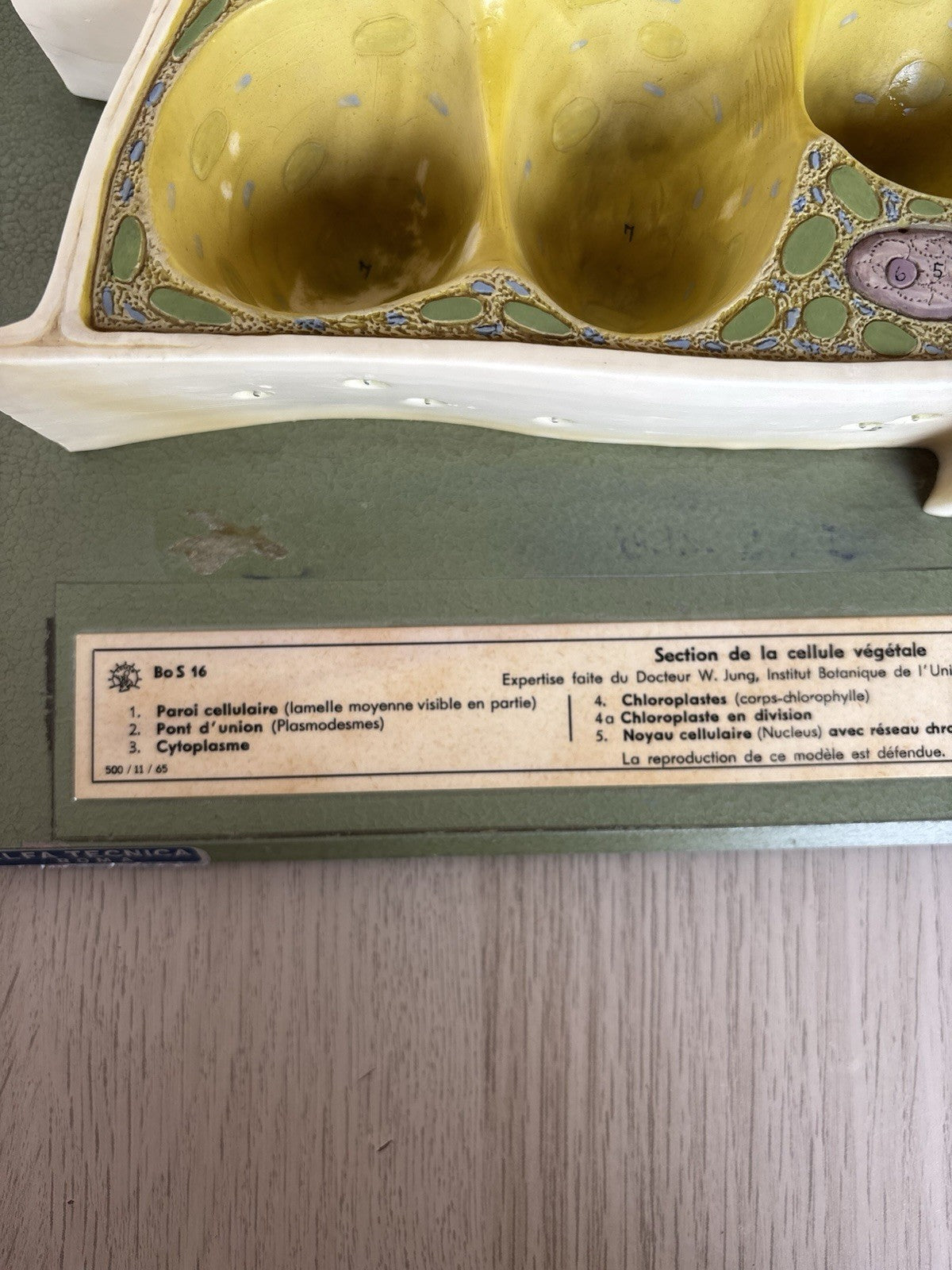 Modello Didattico Scientifico Somso Made In Germany -Cellule Vegetali-