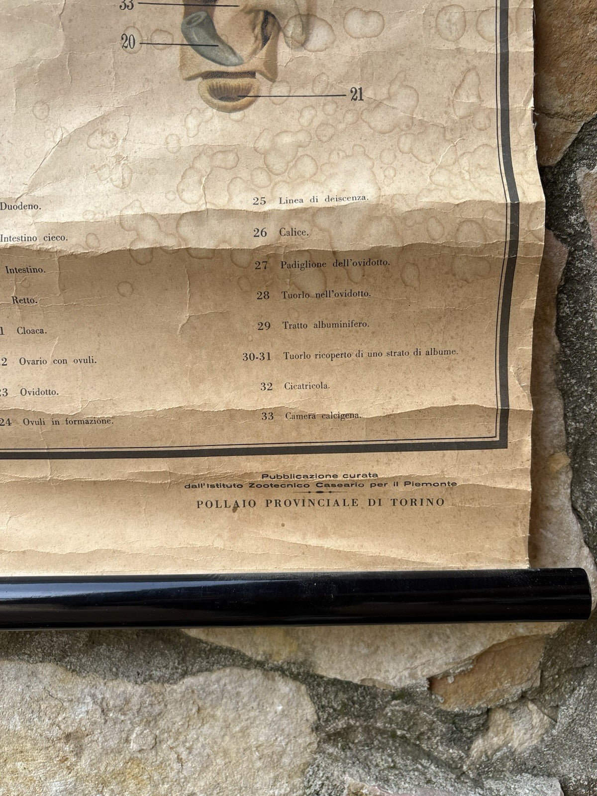 Tavola Parietale Vintage Paravia, Anatomia Gallina