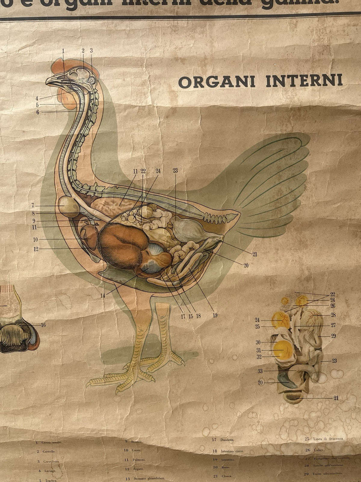 Tavola Parietale Vintage Paravia, Anatomia Gallina