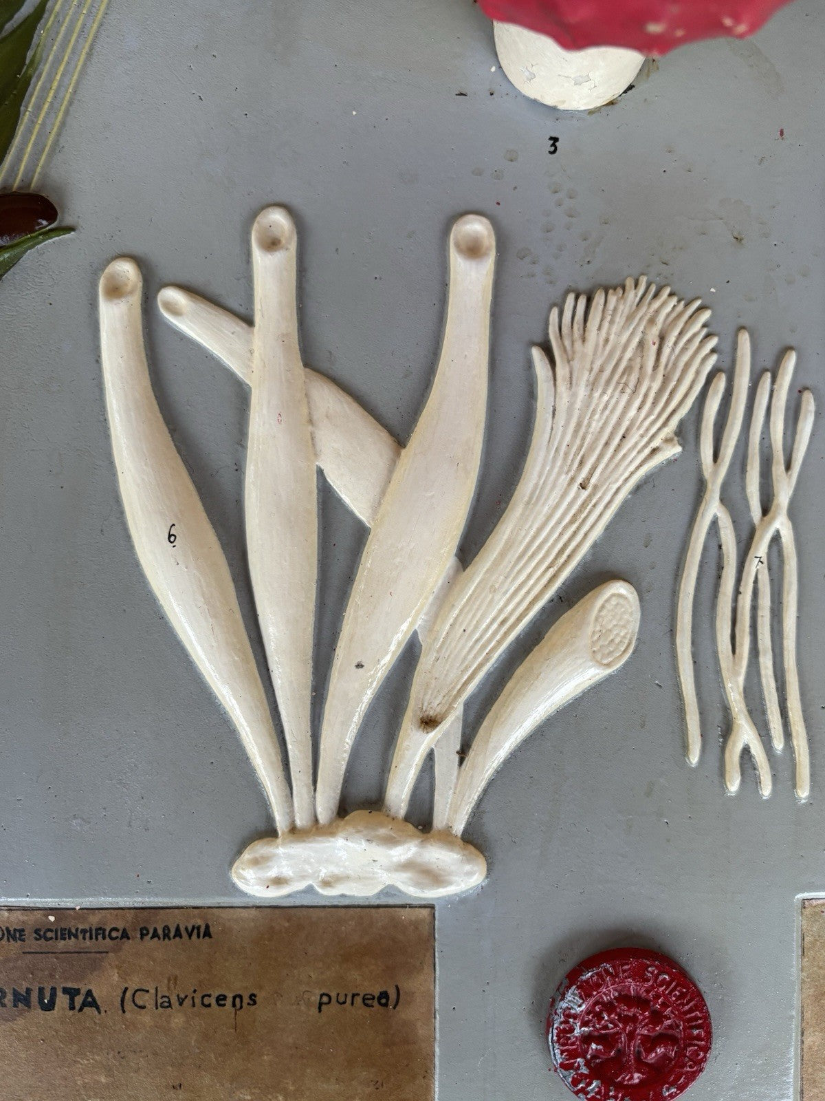 Modello Didattico Vintage, Botanico E Scientifico Paravia