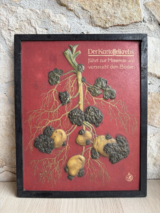 Pannello Modello Didattico Vintage -Malattia Della Patata, rogna verrucosa-