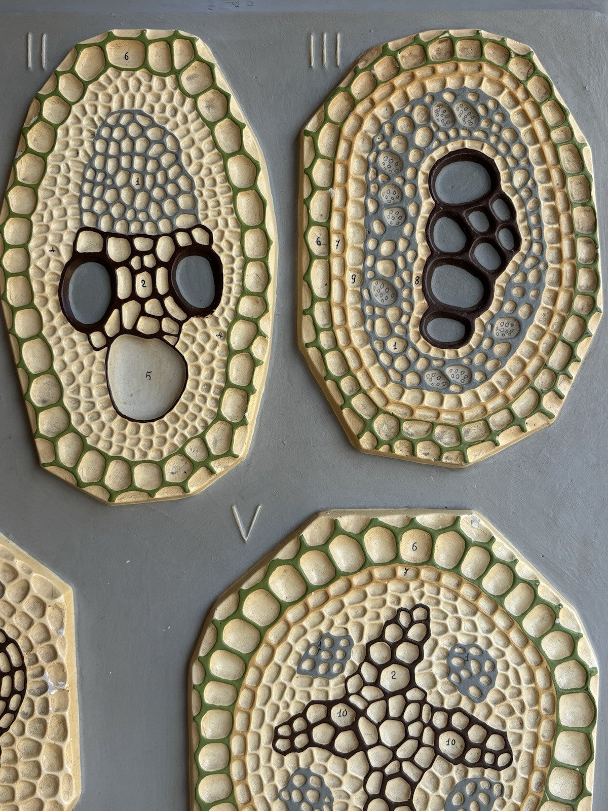 Modello Didattico, Scientifico E Botanico Paravia Vintage