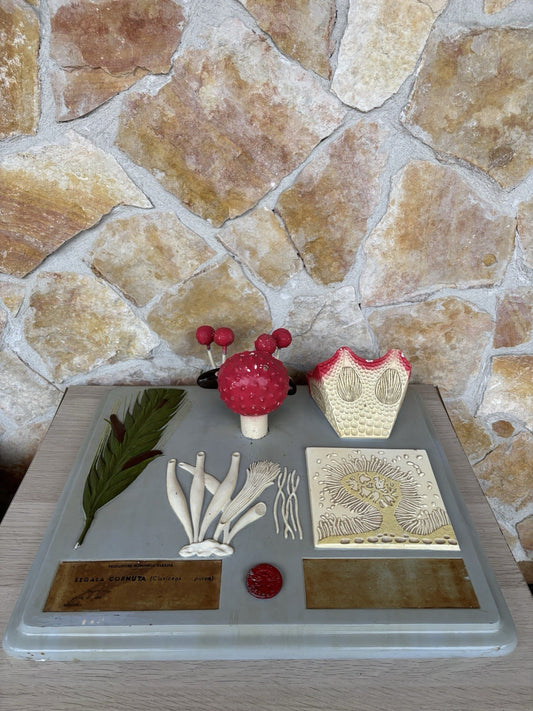 Modello Didattico Vintage, Botanico E Scientifico Paravia