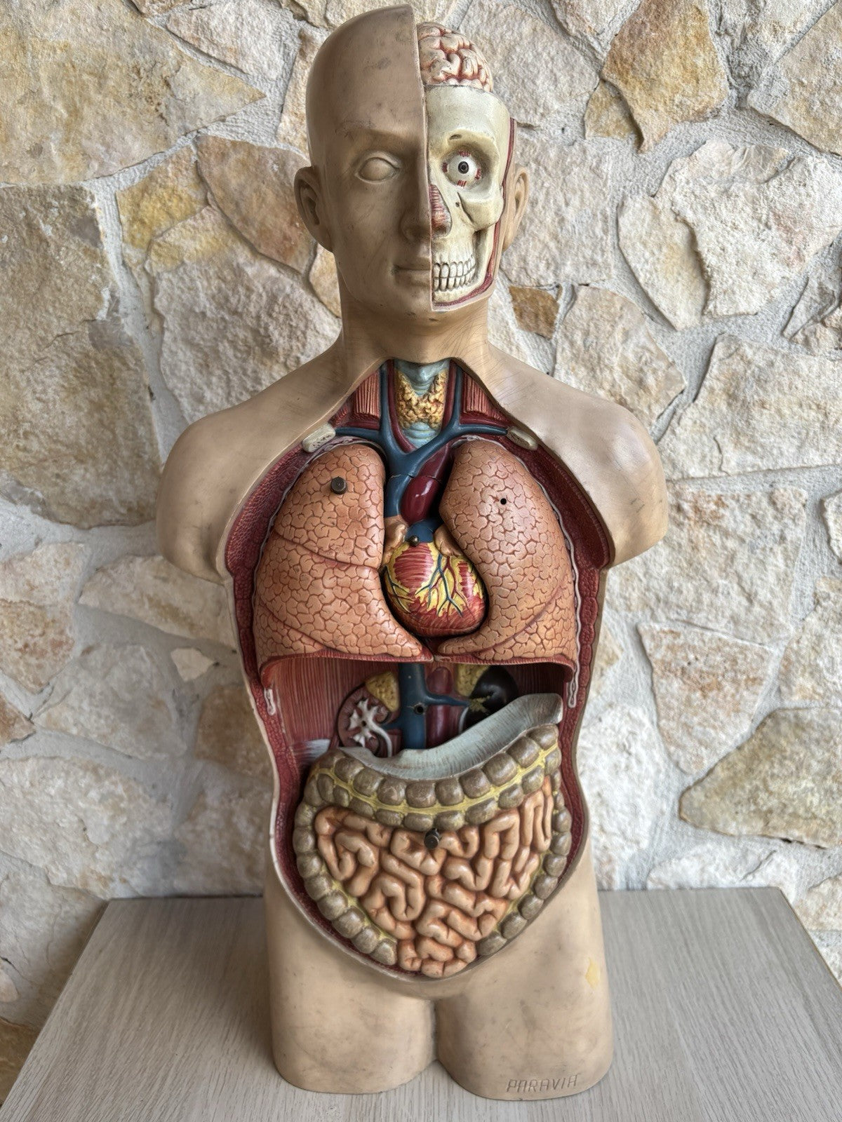 Modello Didattico Scientifico Busto Paravia