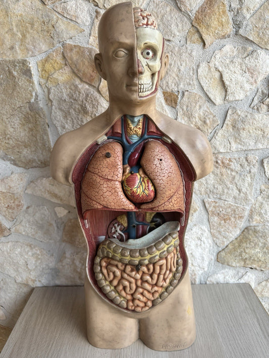 Modello Didattico Scientifico Busto Paravia