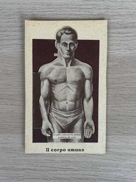 Stampe, Illustrazioni- Anatomia Del Corpo Umano Vintage