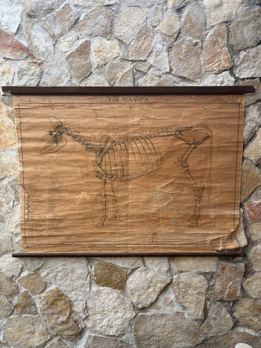 Tavola Parietale Vintage Paravia, La Vacca
